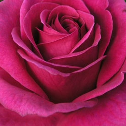 Rosa Blackberry Nip™ - rosa de fragancia discreta - Árbol de Rosas Híbrido de Té - rosal de pie alto - rosa - Rob Somerfield- forma de corona de tallo recto - Rosal de árbol con forma de flor típico de las rosas de corte clásico.